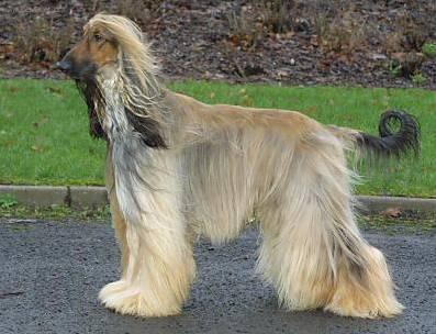 Фотографии к статье: Афганская борзая (Афган) (Afghan Hound) / Советы по уходу и воспитанию породы собак, описание собаки, помощь при болезнях, фотографии, дискусии и форум.