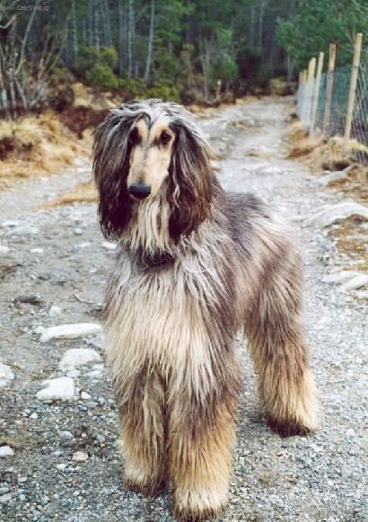 Фотографии к статье: Афганская борзая (Афган) (Afghan Hound) / Советы по уходу и воспитанию породы собак, описание собаки, помощь при болезнях, фотографии, дискусии и форум.