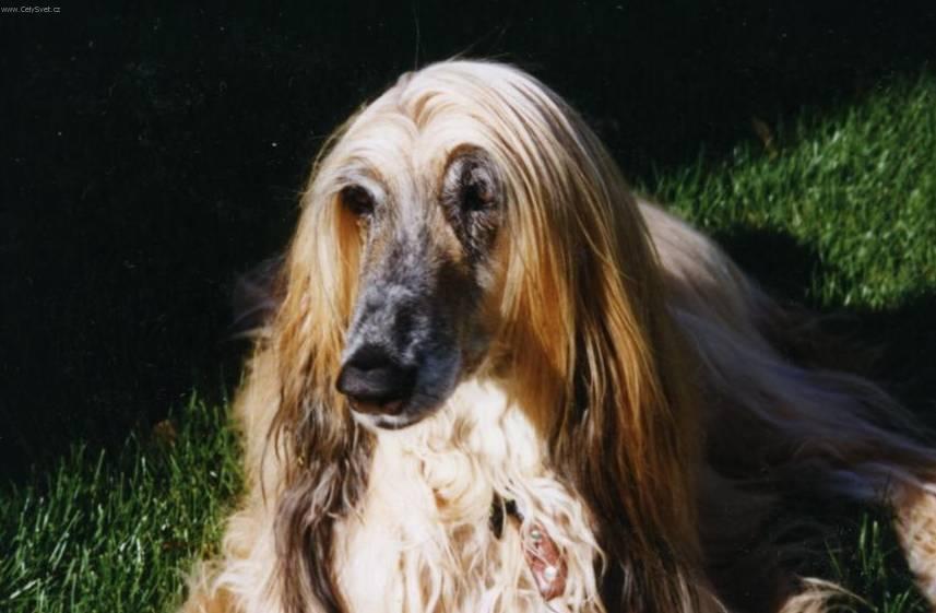 Фотографии к статье: Афганская борзая (Афган) (Afghan Hound) / Советы по уходу и воспитанию породы собак, описание собаки, помощь при болезнях, фотографии, дискусии и форум.