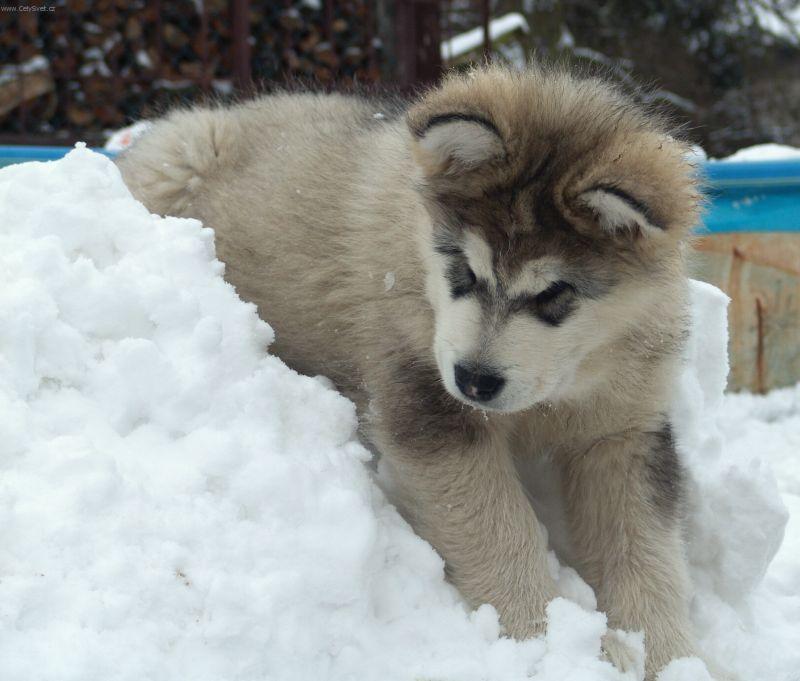 Фотографии к статье: Аляскинский маламут (Alaskan Malamute) / Советы по уходу и воспитанию породы собак, описание собаки, помощь при болезнях, фотографии, дискусии и форум.