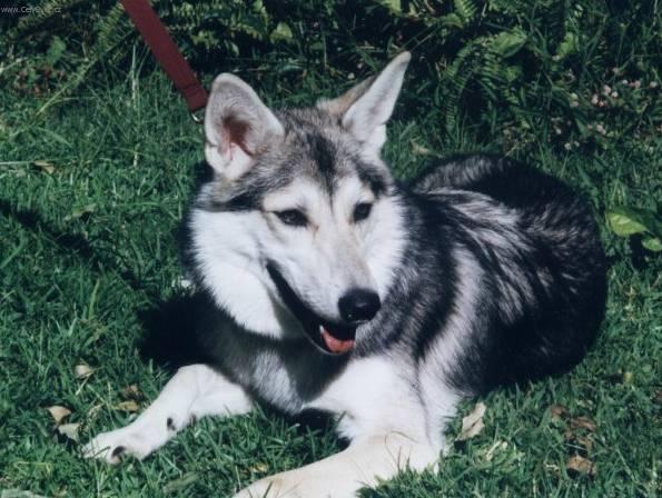 Фотографии к статье: Аляскинский маламут (Alaskan Malamute) / Советы по уходу и воспитанию породы собак, описание собаки, помощь при болезнях, фотографии, дискусии и форум.