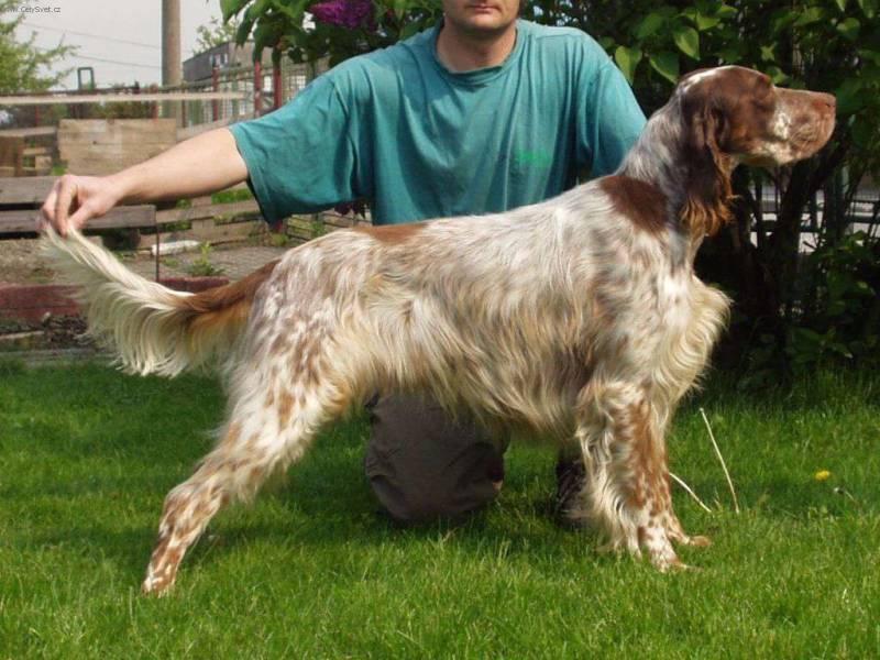 Фотографии к статье: Английский сеттер (English setter) / Советы по уходу и воспитанию породы собак, описание собаки, помощь при болезнях, фотографии, дискусии и форум.