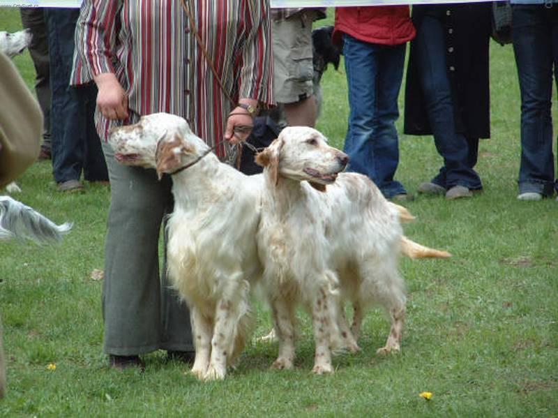 Фотографии к статье: Английский сеттер (English setter) / Советы по уходу и воспитанию породы собак, описание собаки, помощь при болезнях, фотографии, дискусии и форум.