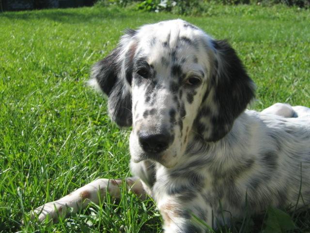 Фотографии к статье: Английский сеттер (English setter) / Советы по уходу и воспитанию породы собак, описание собаки, помощь при болезнях, фотографии, дискусии и форум.