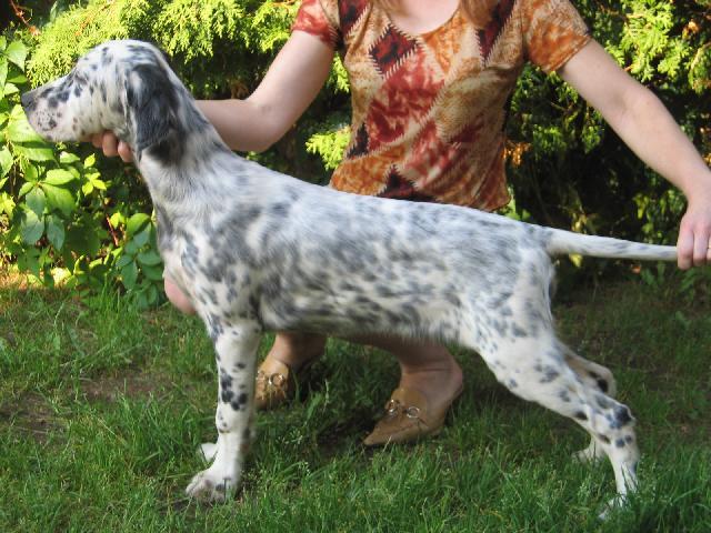 Фотографии к статье: Английский сеттер (English setter) / Советы по уходу и воспитанию породы собак, описание собаки, помощь при болезнях, фотографии, дискусии и форум.