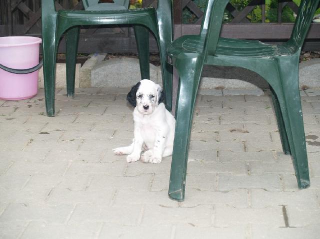 Фотографии к статье: Английский сеттер (English setter) / Советы по уходу и воспитанию породы собак, описание собаки, помощь при болезнях, фотографии, дискусии и форум.