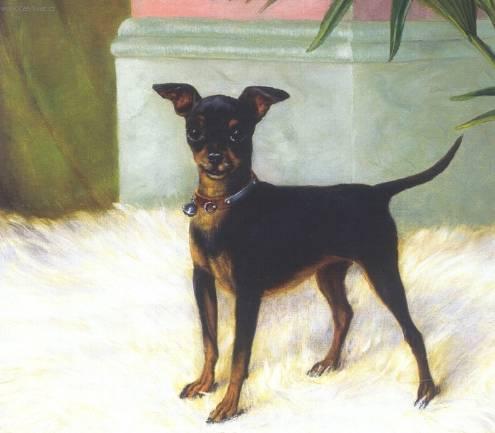 Фотографии к статье: Английский той-терьер (черно-подпалый) (Toy Terrier) / Советы по уходу и воспитанию породы собак, описание собаки, помощь при болезнях, фотографии, дискусии и форум.