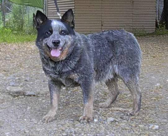 Фотографии к статье: Австралийский хилер (Australian Cattledog) / Советы по уходу и воспитанию породы собак, описание собаки, помощь при болезнях, фотографии, дискусии и форум.