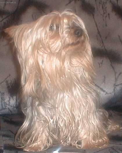 Фотографии к статье: Австралийский шелковистый терьер (силки-терьер) (Australian Silky Terrier) / Советы по уходу и воспитанию породы собак, описание собаки, помощь при болезнях, фотографии, дискусии и форум.