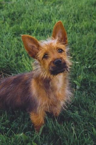 Фотографии к статье: Австралийский терьер (Australian Terrier) / Советы по уходу и воспитанию породы собак, описание собаки, помощь при болезнях, фотографии, дискусии и форум.