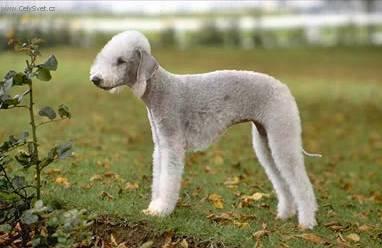 Фотографии к статье: Бедлингтон-терьер (Bedlington Terrier) / Советы по уходу и воспитанию породы собак, описание собаки, помощь при болезнях, фотографии, дискусии и форум.