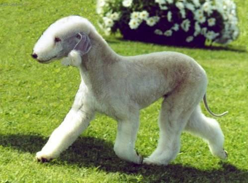 Фотографии к статье: Бедлингтон-терьер (Bedlington Terrier) / Советы по уходу и воспитанию породы собак, описание собаки, помощь при болезнях, фотографии, дискусии и форум.