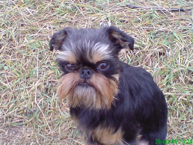 Фотографии к статье: Бельгийский гриффон (Griffon belge, Belgian Griffon) / Советы по уходу и воспитанию породы собак, описание собаки, помощь при болезнях, фотографии, дискусии и форум.