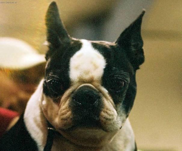 Фотографии к статье: Бостонский терьер (Boston Terrier) / Советы по уходу и воспитанию породы собак, описание собаки, помощь при болезнях, фотографии, дискусии и форум.