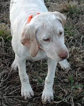 Фотографии к статье: Бурбонский бракк (Braque du Bourbonnais, Bourbonnais Pointing Dog) / Советы по уходу и воспитанию породы собак, описание собаки, помощь при болезнях, фотографии, дискусии и форум.