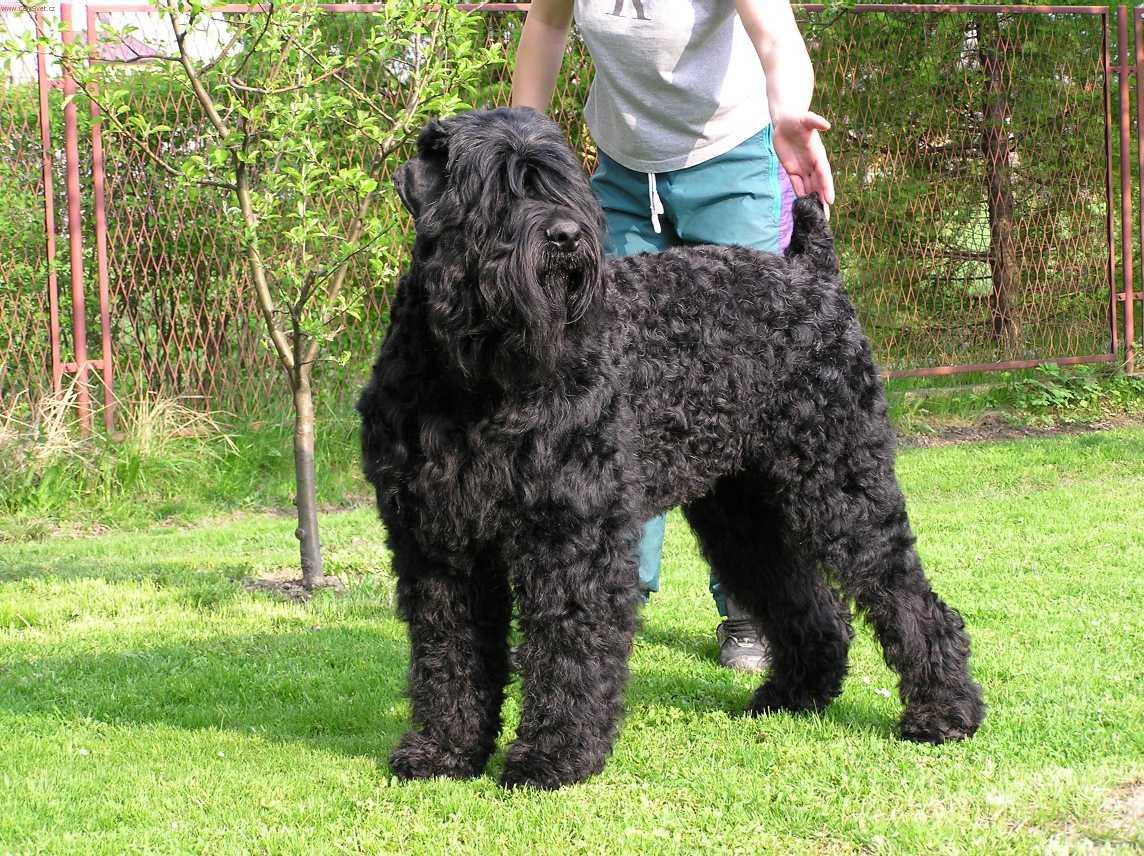 Фотографии к статье: Черный терьер (Black Russian Terrier) / Советы по уходу и воспитанию породы собак, описание собаки, помощь при болезнях, фотографии, дискусии и форум.