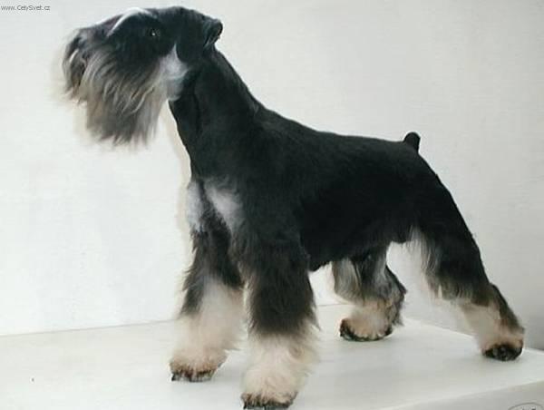 Фотографии к статье: Цвергшнауцер (Карликовый шнауцер) (Zwergschnauzer, Miniature Schnauzer) / Советы по уходу и воспитанию породы собак, описание собаки, помощь при болезнях, фотографии, дискусии и форум.