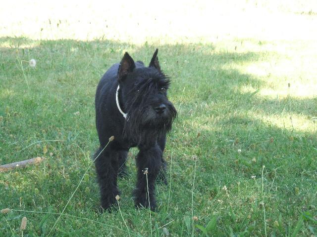 Фотографии к статье: Цвергшнауцер (Карликовый шнауцер) (Zwergschnauzer, Miniature Schnauzer) / Советы по уходу и воспитанию породы собак, описание собаки, помощь при болезнях, фотографии, дискусии и форум.