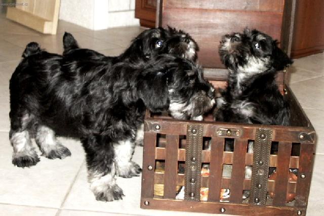 Фотографии к статье: Цвергшнауцер (Карликовый шнауцер) (Zwergschnauzer, Miniature Schnauzer) / Советы по уходу и воспитанию породы собак, описание собаки, помощь при болезнях, фотографии, дискусии и форум.