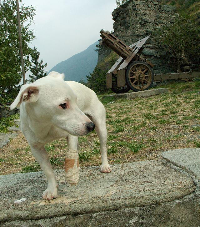 Фотографии к статье: Джек-рассел-терьер (Jack Russell Terrier) / Советы по уходу и воспитанию породы собак, описание собаки, помощь при болезнях, фотографии, дискусии и форум.