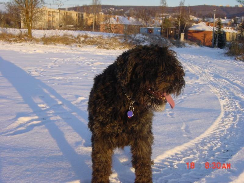 Фотографии к статье: Фландрский бувье (бувье-де-фландр, бельгийская скотогонная собака) (Bouvier des Flandres) / Советы по уходу и воспитанию породы собак, описание собаки, помощь при болезнях, фотографии, дискусии и форум.