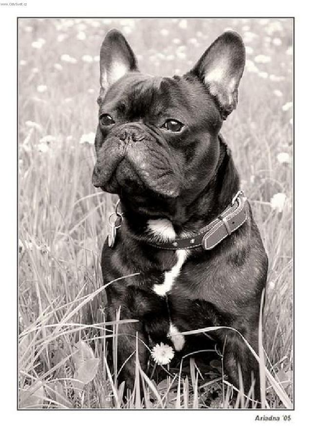 Фотографии к статье: Французский бульдог (Bouledogue francais, French Bulldog) / Советы по уходу и воспитанию породы собак, описание собаки, помощь при болезнях, фотографии, дискусии и форум.