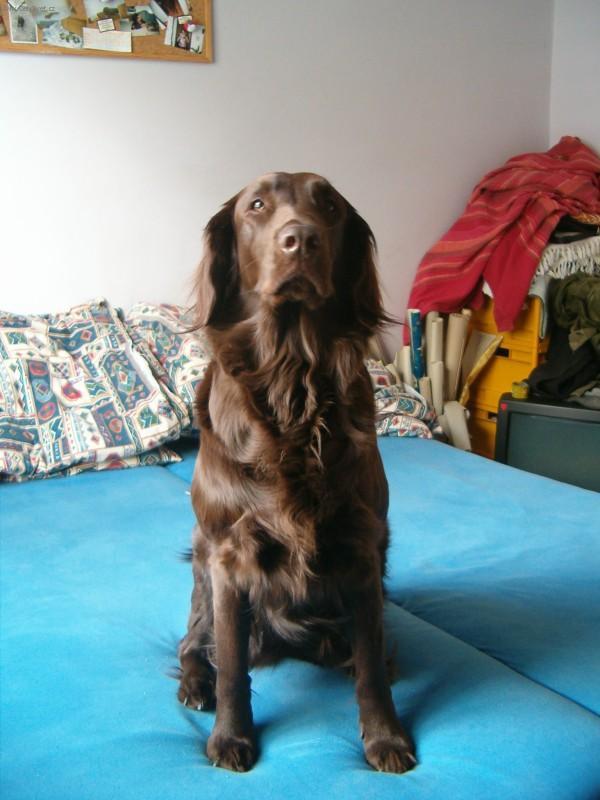 Фотографии к статье: Гладкошерстный ретривер (Flat Coated Retriever) / Советы по уходу и воспитанию породы собак, описание собаки, помощь при болезнях, фотографии, дискусии и форум.