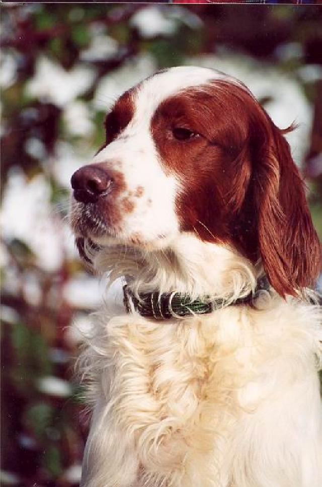 Фотографии к статье: Ирландский красно-белый сеттер (Irish Red and White Setter) / Советы по уходу и воспитанию породы собак, описание собаки, помощь при болезнях, фотографии, дискусии и форум.