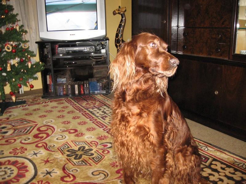 Фотографии к статье: Ирландский красный сеттер (Irish Red Setter) / Советы по уходу и воспитанию породы собак, описание собаки, помощь при болезнях, фотографии, дискусии и форум.