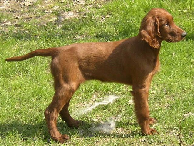 Фотографии к статье: Ирландский красный сеттер (Irish Red Setter) / Советы по уходу и воспитанию породы собак, описание собаки, помощь при болезнях, фотографии, дискусии и форум.