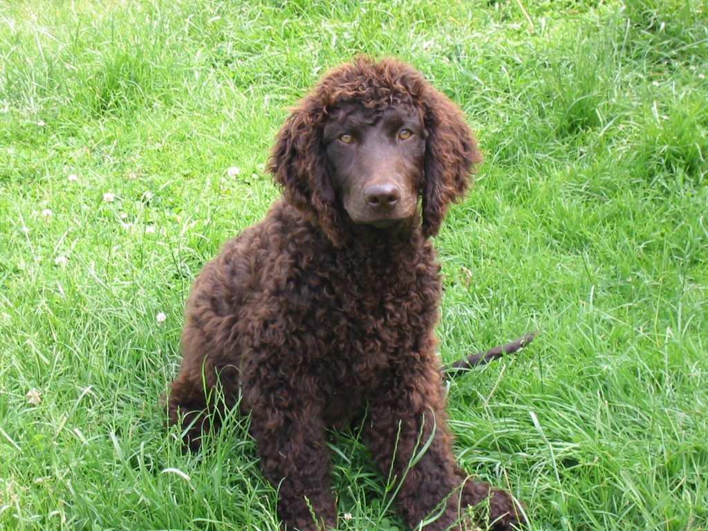 Фотографии к статье: Ирландский водяной спаниель (Irish Water Spaniel) / Советы по уходу и воспитанию породы собак, описание собаки, помощь при болезнях, фотографии, дискусии и форум.