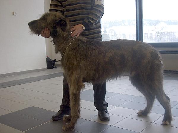 Фотографии к статье: Ирландский волкодав (Irish Wolfhound) / Советы по уходу и воспитанию породы собак, описание собаки, помощь при болезнях, фотографии, дискусии и форум.