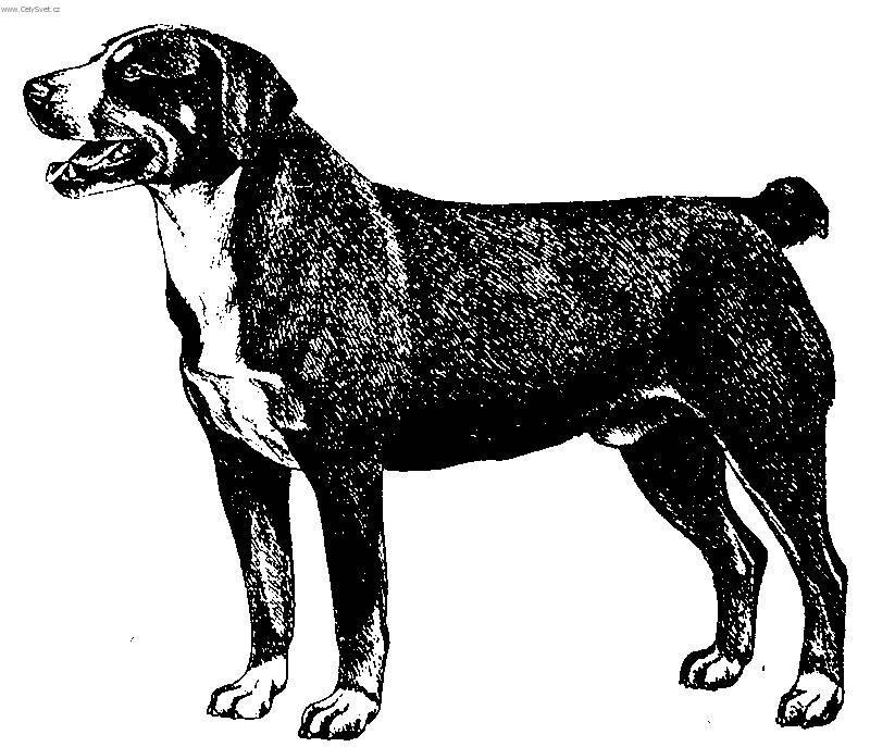 Фотографии к статье: Этленбухер-зенненхунд (Entlebucher Sennenhund) / Советы по уходу и воспитанию породы собак, описание собаки, помощь при болезнях, фотографии, дискусии и форум.