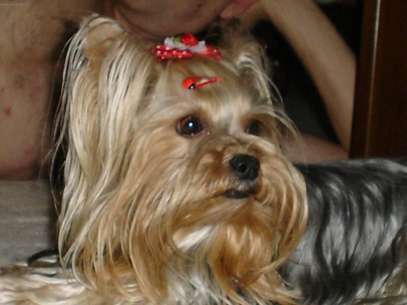 Фотографии к статье: Йоркширский терьер (Yorkshire Terrier) / Советы по уходу и воспитанию породы собак, описание собаки, помощь при болезнях, фотографии, дискусии и форум.