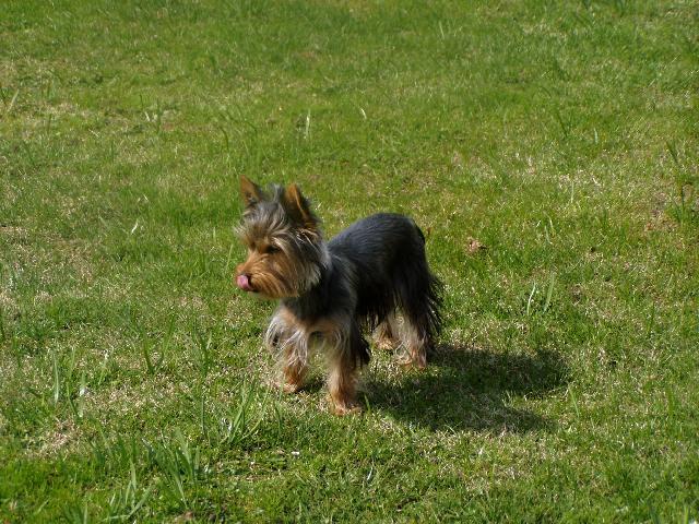 Фотографии к статье: Йоркширский терьер (Yorkshire Terrier) / Советы по уходу и воспитанию породы собак, описание собаки, помощь при болезнях, фотографии, дискусии и форум.