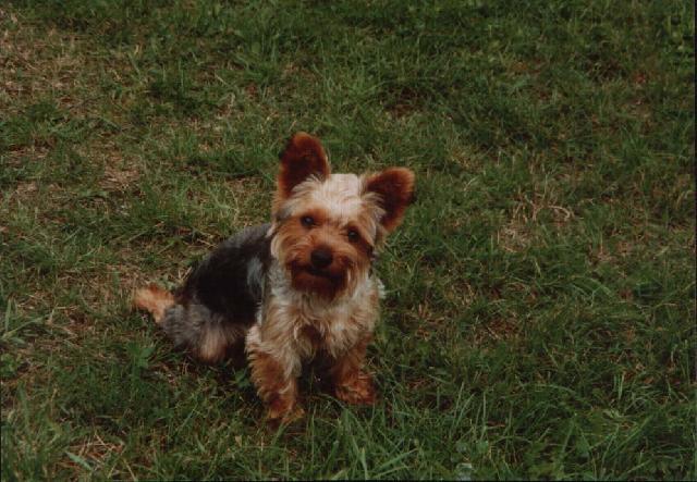 Фотографии к статье: Йоркширский терьер (Yorkshire Terrier) / Советы по уходу и воспитанию породы собак, описание собаки, помощь при болезнях, фотографии, дискусии и форум.