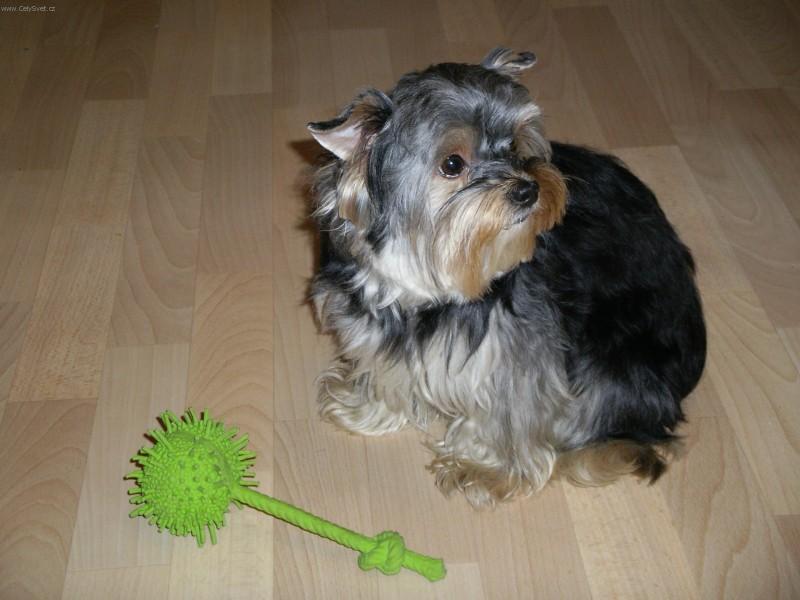 Фотографии к статье: Йоркширский терьер (Yorkshire Terrier) / Советы по уходу и воспитанию породы собак, описание собаки, помощь при болезнях, фотографии, дискусии и форум.