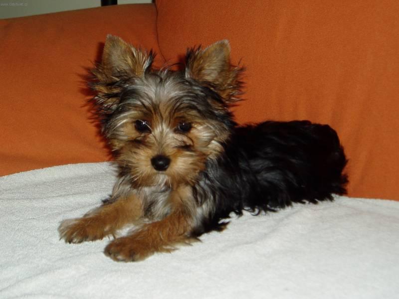 Фотографии к статье: Йоркширский терьер (Yorkshire Terrier) / Советы по уходу и воспитанию породы собак, описание собаки, помощь при болезнях, фотографии, дискусии и форум.