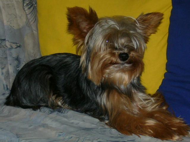 Фотографии к статье: Йоркширский терьер (Yorkshire Terrier) / Советы по уходу и воспитанию породы собак, описание собаки, помощь при болезнях, фотографии, дискусии и форум.