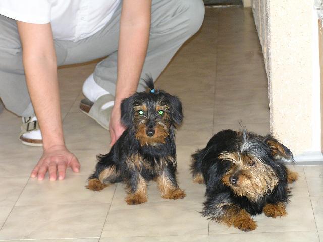 Фотографии к статье: Йоркширский терьер (Yorkshire Terrier) / Советы по уходу и воспитанию породы собак, описание собаки, помощь при болезнях, фотографии, дискусии и форум.