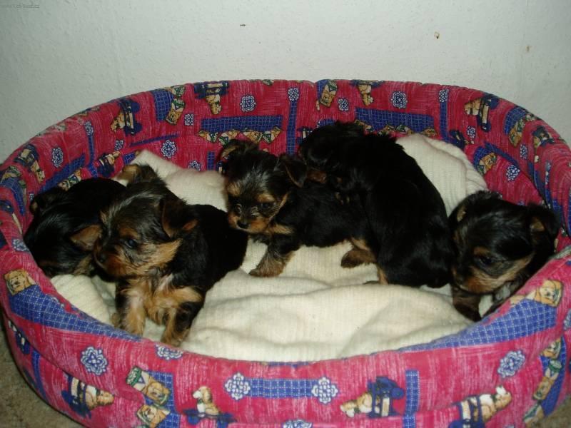 Фотографии к статье: Йоркширский терьер (Yorkshire Terrier) / Советы по уходу и воспитанию породы собак, описание собаки, помощь при болезнях, фотографии, дискусии и форум.