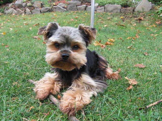 Фотографии к статье: Йоркширский терьер (Yorkshire Terrier) / Советы по уходу и воспитанию породы собак, описание собаки, помощь при болезнях, фотографии, дискусии и форум.