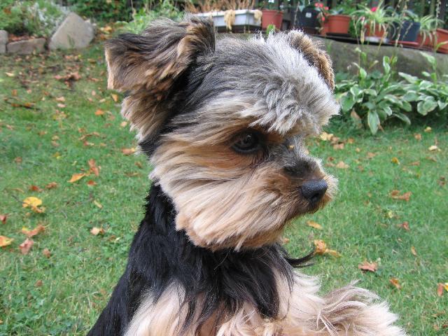 Фотографии к статье: Йоркширский терьер (Yorkshire Terrier) / Советы по уходу и воспитанию породы собак, описание собаки, помощь при болезнях, фотографии, дискусии и форум.