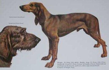 Фотографии к статье: Короткошерстный итальянский бракк (Italian Short-haired Hound) / Советы по уходу и воспитанию породы собак, описание собаки, помощь при болезнях, фотографии, дискусии и форум.