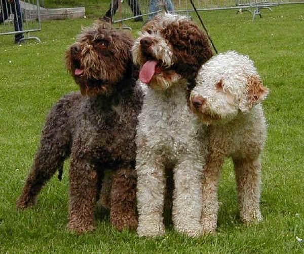 Фотографии к статье: Лаготто-романьоло (Romagna Water Dog / Lagotto Romagnolo) / Советы по уходу и воспитанию породы собак, описание собаки, помощь при болезнях, фотографии, дискусии и форум.