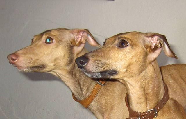 Фотографии к статье: Левретка (маленькая итальянская борзая) (Italian Greyhound) / Советы по уходу и воспитанию породы собак, описание собаки, помощь при болезнях, фотографии, дискусии и форум.