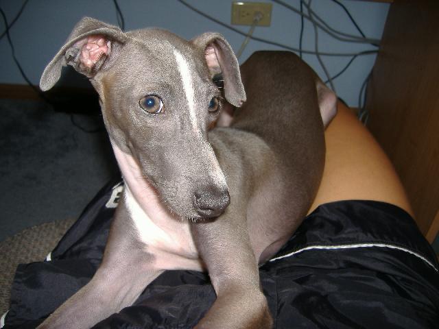 Фотографии к статье: Левретка (маленькая итальянская борзая) (Italian Greyhound) / Советы по уходу и воспитанию породы собак, описание собаки, помощь при болезнях, фотографии, дискусии и форум.