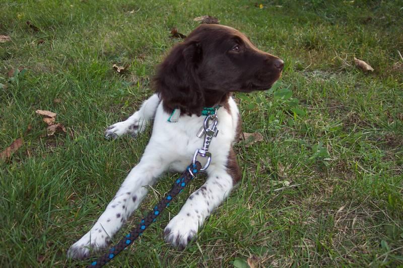 Фотографии к статье: Малый мюнстерлендер (Kleiner Munsterlander Vorstehhund) / Советы по уходу и воспитанию породы собак, описание собаки, помощь при болезнях, фотографии, дискусии и форум.