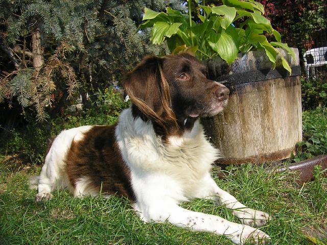 Фотографии к статье: Малый мюнстерлендер (Kleiner Munsterlander Vorstehhund) / Советы по уходу и воспитанию породы собак, описание собаки, помощь при болезнях, фотографии, дискусии и форум.