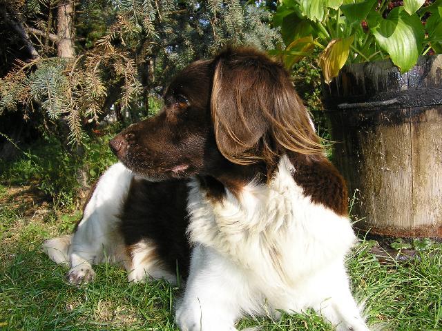 Фотографии к статье: Малый мюнстерлендер (Kleiner Munsterlander Vorstehhund) / Советы по уходу и воспитанию породы собак, описание собаки, помощь при болезнях, фотографии, дискусии и форум.